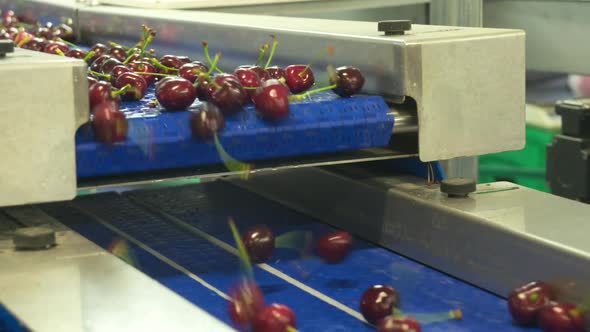 Cherry Factory. Close up, packing, choosing, washing cherries