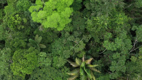 Slowly zooming out on the leaves of a tree revealing the broccely field of a tropical forest 