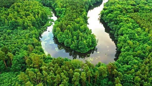 Stunning green forest and river in summer.