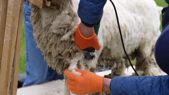 Wool being sheared off sheep by farmer