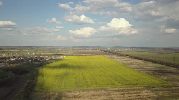 Aerial view of bright green agricultural farm field with growing rapeseed plants and distant village