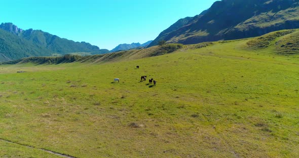Flight Over Wild Horses Herd on Meadow
