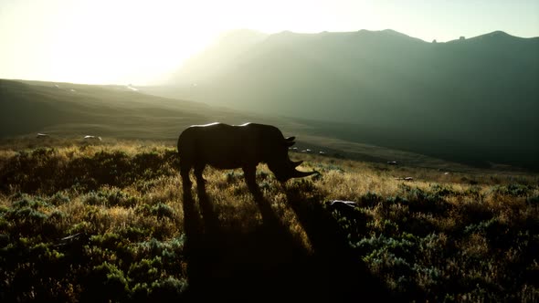 Rhino Standing in Open Area During Sunset