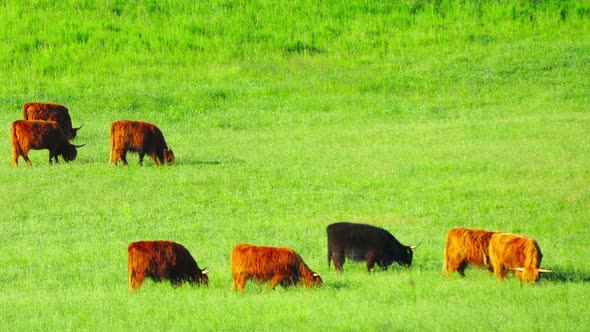 Red Scottish cows graze in the meadow