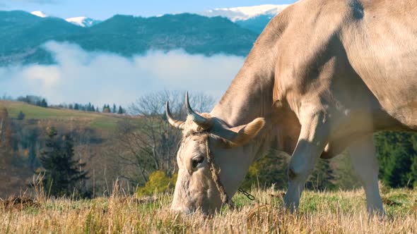 Farm cow grazing on alpine pasture meadow in summer mountains.