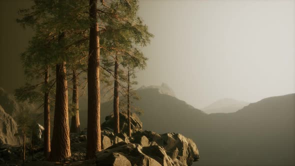 Trees in Fog in Mountains