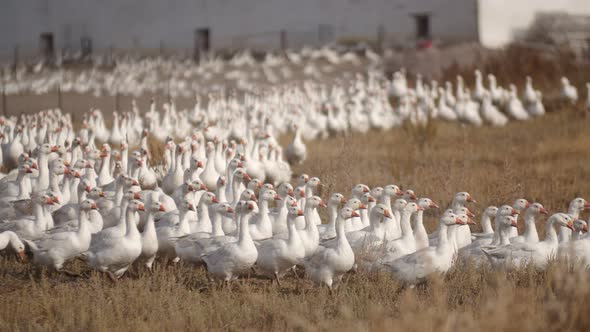 Line of White Geese Go in Flock One After Another Poultry Farm