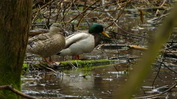 Male and female duck standing and looking around on a branch covered with moss and walking away betw