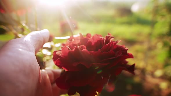 Man Hand Turns Red Rose