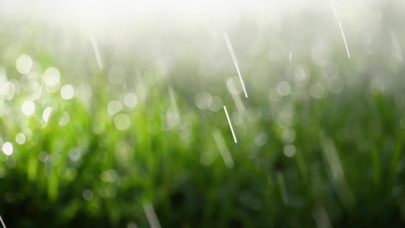 Fresh Rain On The Grass