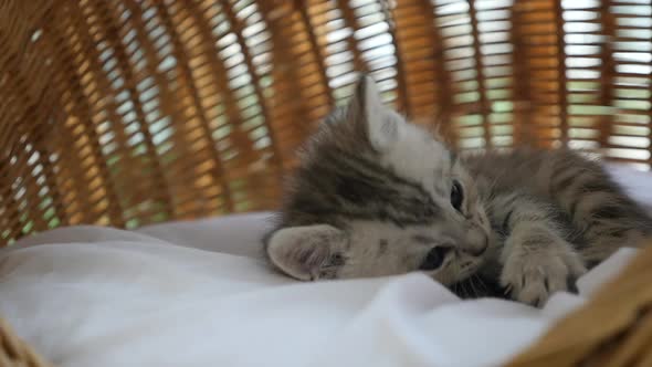 Cute Tabby Kitten Sleeping  In A Basket Bed Slow Motion