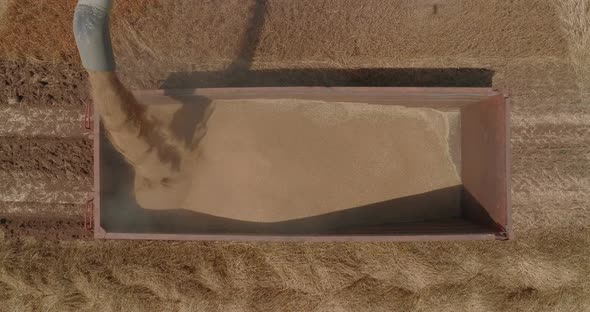 Combine discharging Wheat grains into a trailer, Aerial view.