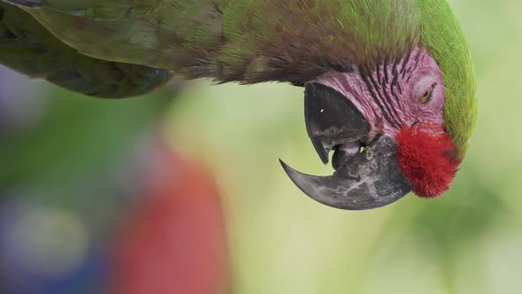 Vertical close-up of red-fronted macaw blinking eyes anding tongue