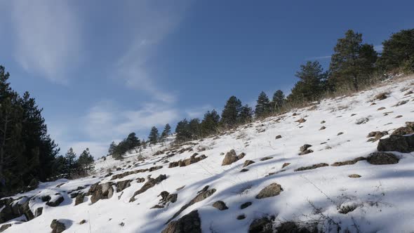 Nature of  Zlatibor mountain ranges tilting 3840X2160 UHD footage - Vegetation and cone-bearing seed