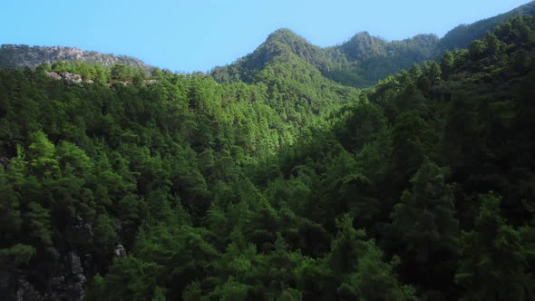 Amazing View on Mountain Ridge in Turkey Covered By Green Trees and Vegetation Filmed By Drone