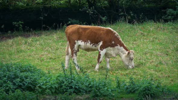 Cow Eats Grass In The Pasture