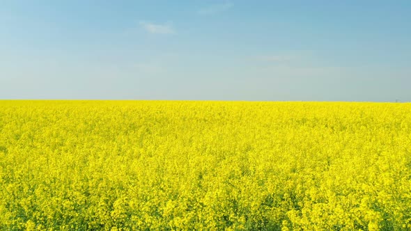 Blooming Rapeseed Field 21