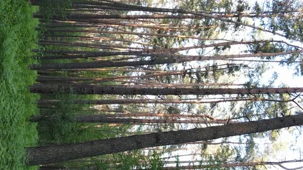 Vertical Video of a Forest with Pine Trees