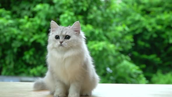 Cute Persian Cat Sitting And Looking On Wood3