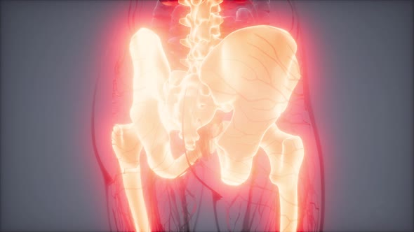 Transparent Human Body with Visible Bones alt