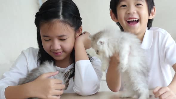 Cute Asian Children Playing With Persian Kitten Together