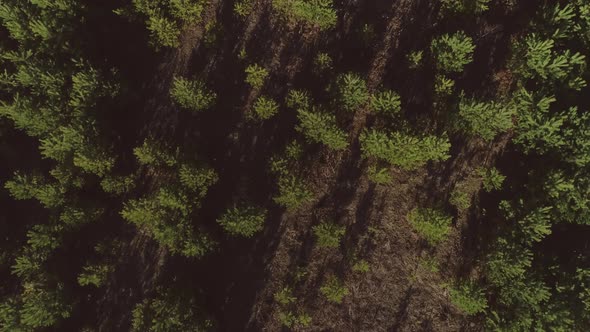 Top down aerial view of small pine trees in the field. 05