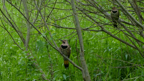 Two beautiful Yellow-shafted Norther Flicker birds perched on branches in the middle of the woods.