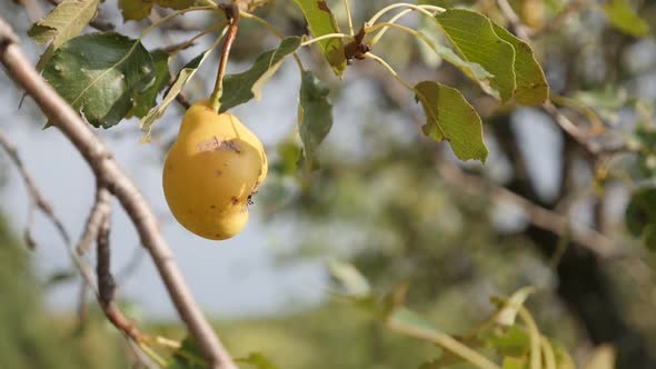 Slow motion of Pyrus communis tree branches close-up 1920X1080 HD footage - Tasty yellow organic pea