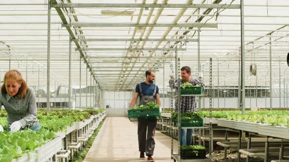 Farm Workers Pushing a Cart and Carry a Box with Green Salad