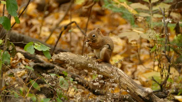 Red Squirrel Feeding During Fall, Beautiful Colourful Tree Leaves