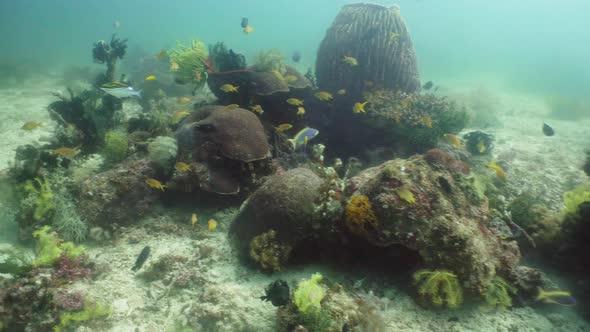 Coral Reef and Tropical Fish Underwater