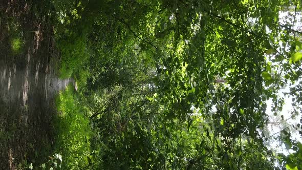 Vertical Video of a Forest with Trees