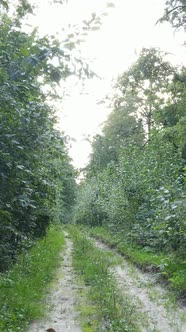 Vertical Video of Green Forest By Day