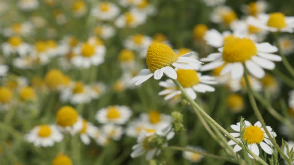 Common Chamomile white spring flower close-up 4K 2160p 30fps UltraHD footage - Herbaceous plant  Mat