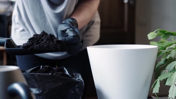 The gardener pours fertile soil into a white flowerpot, replanting the plant.