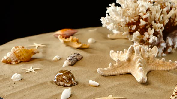 Yellow-white Coral Spiral and Shells on Sand, Black, Rotation