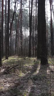 Vertical Video of the Forest Landscape Aerial View Slow Motion