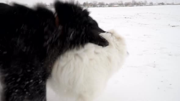 Two happy and playful dogs playing in the snow, slow motion