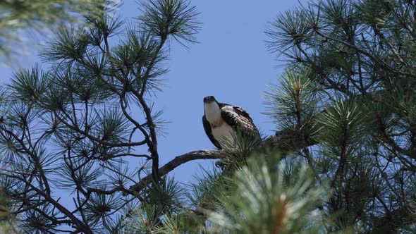 Osprey flexes its wings sitting above in the trees