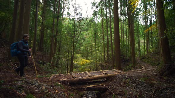 Static side on, hiker walks through green pine forest, Kumano Kodo