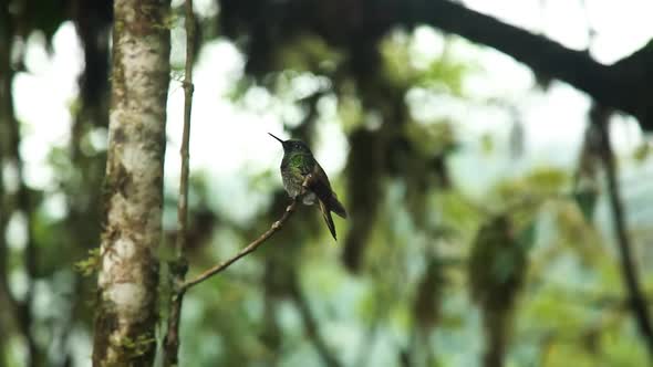 Low Angle View Of Green Hummingbird Perched On Twig In Rainforest