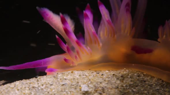 Macro close up video of a pink Nudibranch sea creatureing along the ocean sand