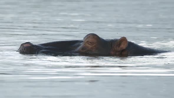 Close Up of Hippo Chilling in River Water and Waving With Ears, Slow Motion. Animal in Natural Prese