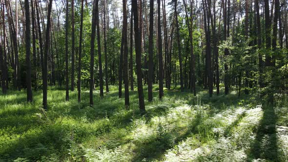 Beautiful Green Forest on a Summer Day Slow Motion