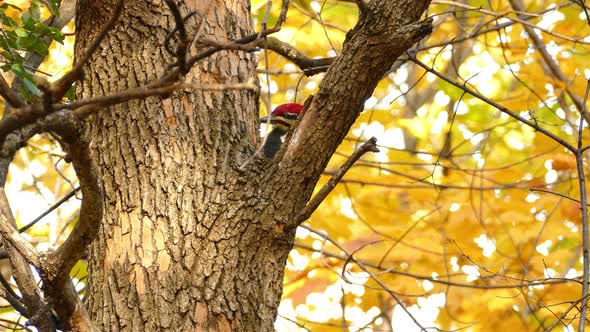 Pileated woodpecker feeding from tree trunk with golden autumn leaves in background