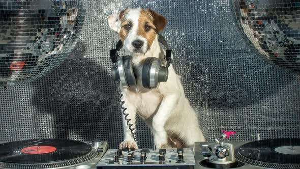 Dog Dj