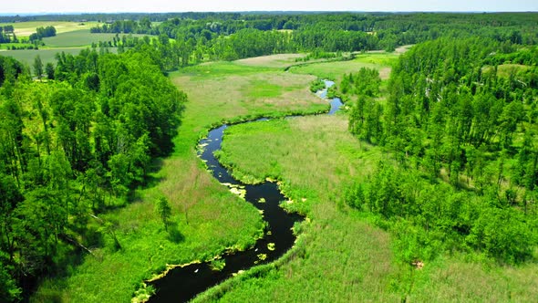 Spring green forest and small river in spring, Poland