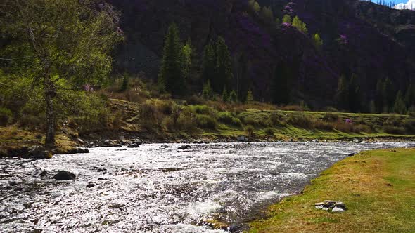 Turbid Water of the Chuya River in the Altai Republic Nature Landscape with Mountains River and