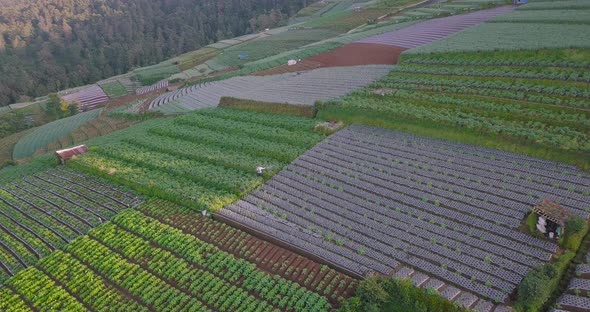 Drone shot showing asian farm worker harvesting seed on Vegetable Plantation on Hillside.  Slope of