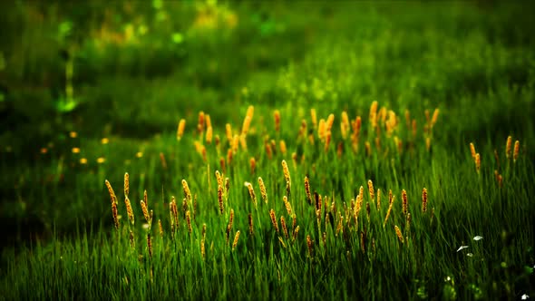 Field with Green Grass and Wild Flowers at Sunset